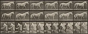 Plate Number 576. "Eagle" walking, free by Eadweard Muybridge