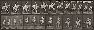Plate Number 647. "Pandora" jumping a hurdle, bareback; rider nude by Eadweard Muybridge