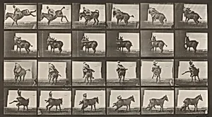 Plate Number 661. Mule; A, B, a refractory animal, Ruth by Eadweard Muybridge