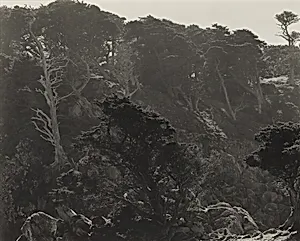 Point Lobos