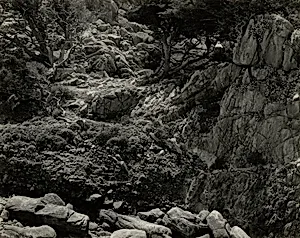 Point Lobos