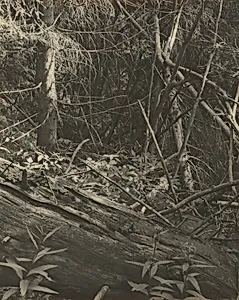 Primeval Forests