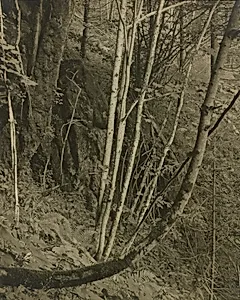 Primeval Forests