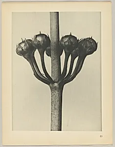 Primula japonica