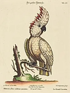 Psittacus albus cristatus maximus