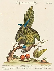 Psittacus minor gutture fusco, occidentalis