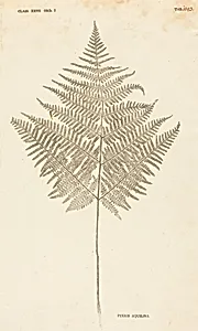 Pteris Aquilina