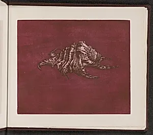 Pterocera rugosa