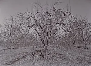 Pultneyville Orchard