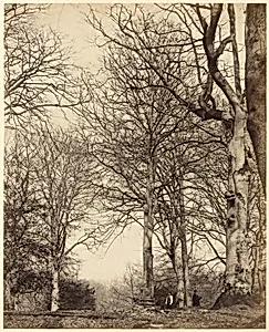 Queen Adelaide's Beech