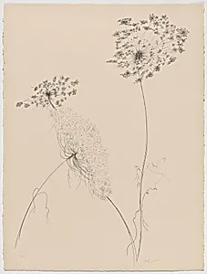 Queen Anne's Lace from Of Nature, Of Man