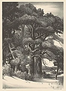 Quiet Grove