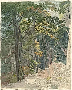 Rays of Sunlight Striking a Woodland Path