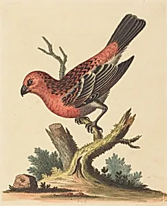 Red and Black Bird