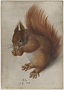 Red Squirrel