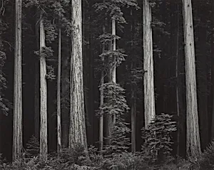 Redwoods, Bull Creek Flat, Northern California