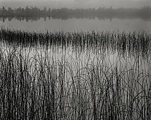 Reeds and Fog, Michigan