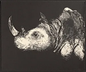 Rhinoceros