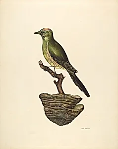 Robin (German?)
