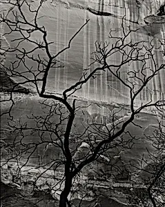 Rock and Tree, Glen Canyon