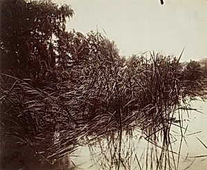 Roseaux, Étang du Plessis-Piquet by Eugène Atget