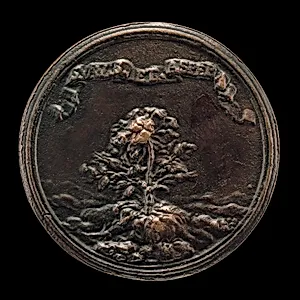 Rosebush Growing out of a Rocky Terrain [reverse]