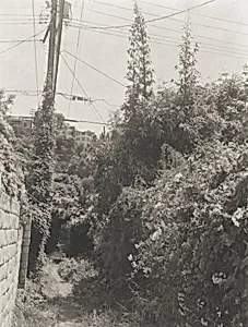 Rustic Road, Pacific Palisades