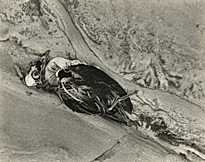 Sea Fowl and Rock, Point Reyes