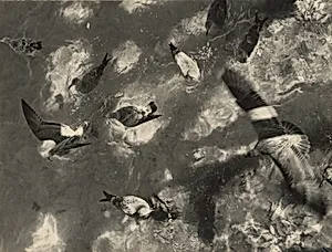 Seagulls, Provincetown