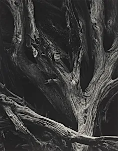 Sequoia Gigantea Roots, Yosemite National Park, California
