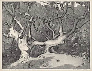 Siamese Oak, Sea Island
