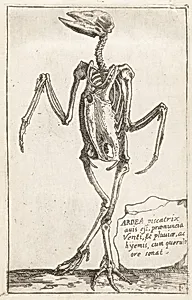Skeleton of a Heron