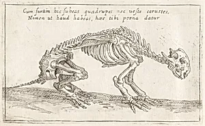 Skeleton of a Quadruped
