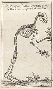 Skeleton of a Rabbit