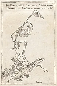 Skeleton of a Starling