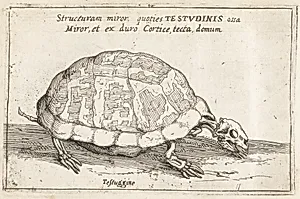 Skeleton of a Tortoise