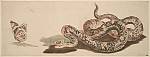 Snake and Butterfly