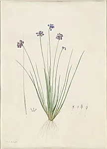 Sowerbaea juncea