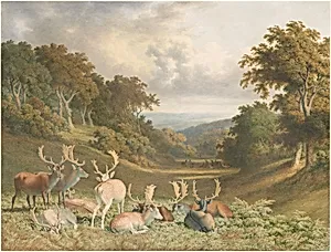 Stags in Knole Park, Kent