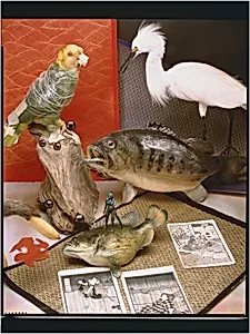 Standard Still Life with Japanese Prints