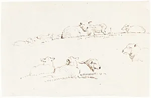 Studies of Sheep in Pasture