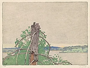 Stump—Lake of the Woods