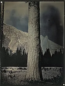 Sugar Pine Tree, Yosemite, CA, April 2, 2012