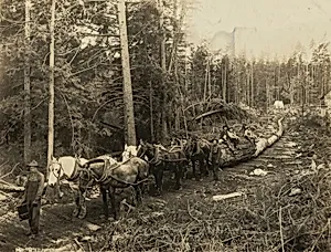 Team of Horses Hauling Logs on Skid Row, Washington