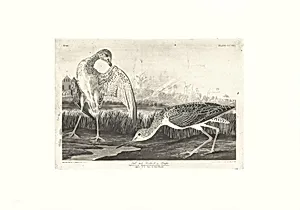 Tell-tale Godwit or Snipe