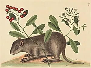 The Bahama Coney (Mus Monax)