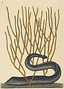 The Black Muray (Muraenae helenae varietas)
