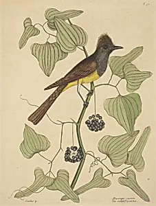 The Crested Flycatcher (Muscicapa cristata)