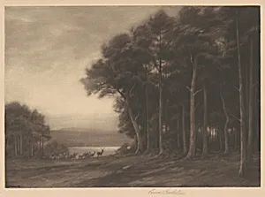 The Forest