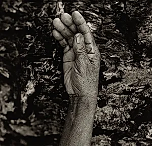 The "Hope" Grasshopper. Dona Antônia's Wish-Ribbon Bracelet. Five Centuries Work the Land at Black River.